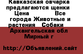 Кавказская овчарка -предлагаются щенки › Цена ­ 20 000 - Все города Животные и растения » Собаки   . Архангельская обл.,Мирный г.